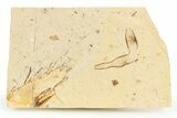 Fossil Legume - France #254358-1